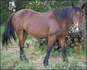 Quelle est la race de ce cheval ?