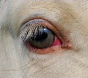 A la naissance, quelle robe portent les poulains champagne ?