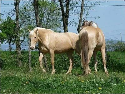 Quand les poulains grandissent, leur peau dveloppe...