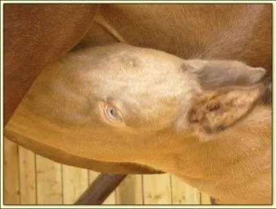 Les chevaux porteurs de ce gne prsentent souvent des pommelures et un reflet mtallique.