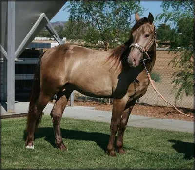 Si le cheval appartient  la famille des noirs, que sa robe est trs proche du palomino mais que sa peau est rose avec de petites taches et ses yeux clairs, vous me diriez qu'il s'agit :