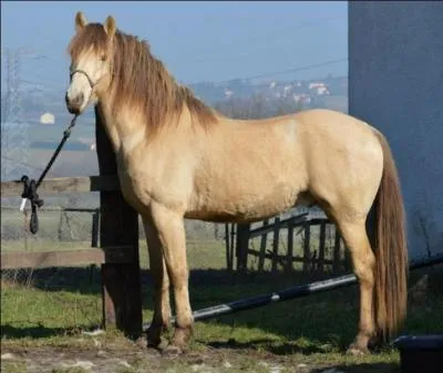 Si le cheval est bai et que sa robe est plus proche de l'isabelle que du bai avec cependant des crins plus bruns que noirs, et que sa peau est rose avec des taches et les yeux clairs, vous me diriez qu'il s'agit :