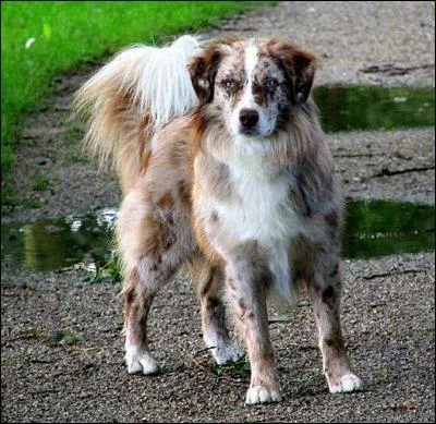 De quelle race est ce chien ?