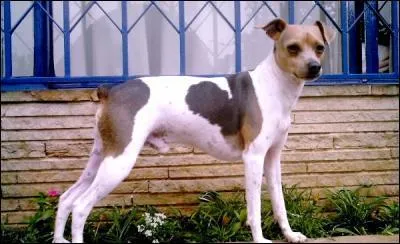 De quelle race est ce chien ?