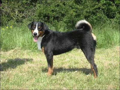 De quelle race est ce chien ?