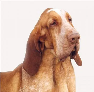 De quelle race est ce chien ?