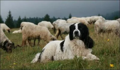 De quelle race est ce chien ?