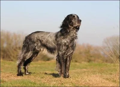 De quelle race est ce chien ?