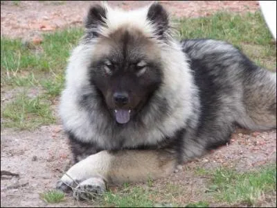 De quelle race est ce chien ?