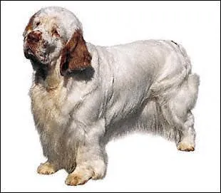 De quelle race est ce chien ?