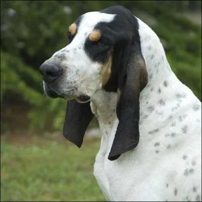 De quelle race est ce chien ?