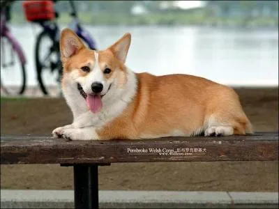 De quelle race est ce chien ?