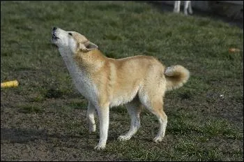 De quelle race est ce chien ?