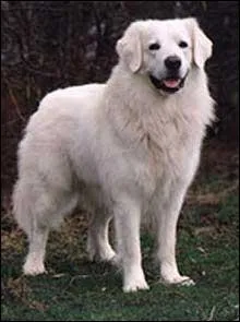 De quelle race est ce chien ?