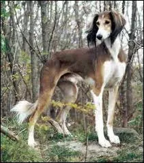 De quelle race est ce chien ?