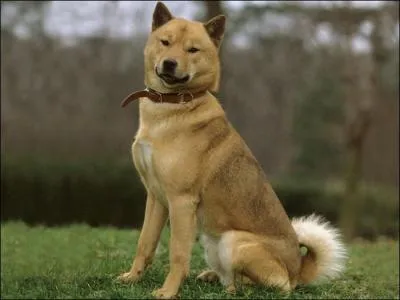 De quelle race est ce chien ?