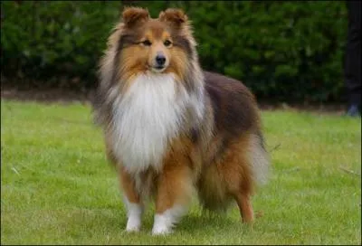 De quelle race est ce chien ?