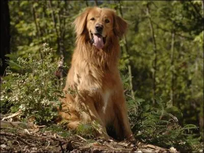 De quelle race est ce chien ?