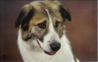 De quelle race est ce chien ?