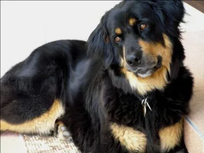 De quelle race est ce chien ?