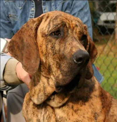 De quelle race est ce chien ?