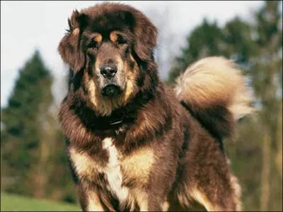 De quelle race est ce chien ?