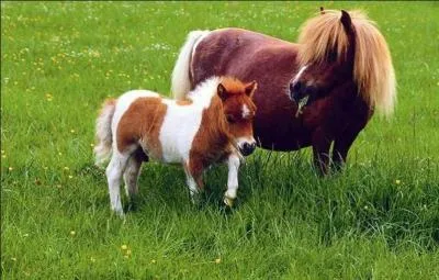 Le foin est fait de :