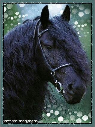 Quiz Galop 4