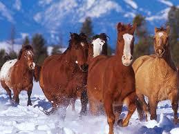 Quiz Chevaux