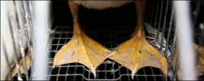 Alcoolis, certains le mettent dans leur caf, animal, c'est un anatid !