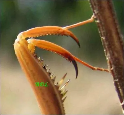 Je vous le demande  genoux, veuillez je vous prie, trouver le nom de cet insecte, afin d'viter la crise de foi !