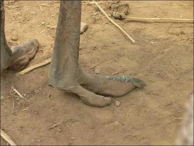 Ce n'est pas en vous mettant la tte dans le sable que vous trouverez la rponse  cette photo !