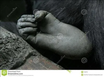 Il est l'un des primates le plus proche de l'homme, le titre d'un film prtend mme qu'il vous salue bien !