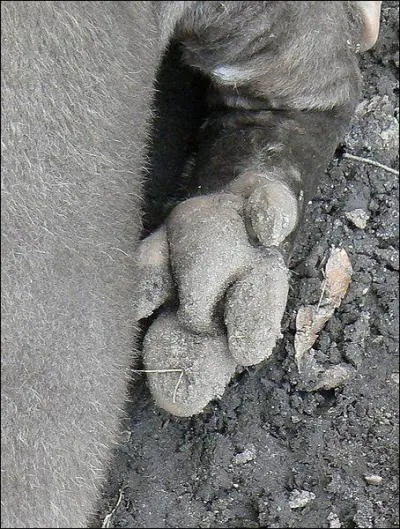 Attention  cet animal vgtarien d'Amrique latine, tout comme l'lphant, et bien que son nez soit tout de mme plus court, il peut tromper normment !