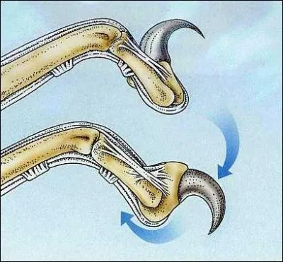 C'est bien connu, ses griffes sont semi-rtractiles, c'est sans doute ce qui lui permet d'atteindre cette vitesse phnomnale !