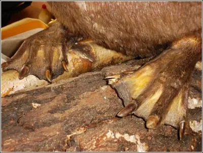 Animal aquatique, bcheron mrite, tout dans les dents !