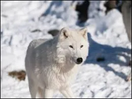 A 10 ans, les loups sont ...