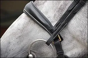 Comment s'appelle cette partie du filet qui est sur le chanfrein ?