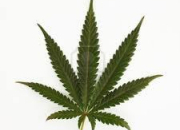 Quiz Le cannabis