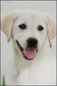 Quel est le prnom du chien ?