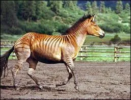 Quel est le non de ce zorse trs clbre ?