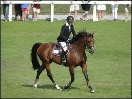 Comment s'appelle ce cheval ?