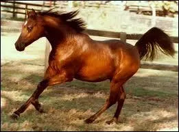 Quelle est la race de ce cheval ?