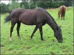 Quelle est la race de ce cheval ?