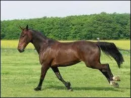Quelle est la race de ce cheval ?