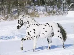 Quelle est la race de ce cheval ?