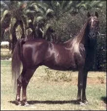 Quelle est la race de ce cheval ?