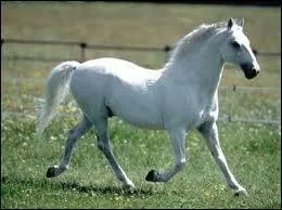 Quelle est la race de ce cheval ?