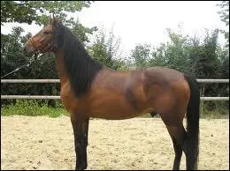 Quelle est la race de ce cheval ?