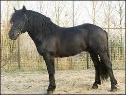Quelle est la race de ce cheval ?